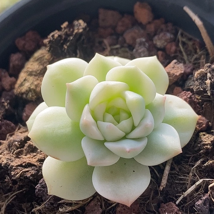 醉心瓷白锦多肉植物