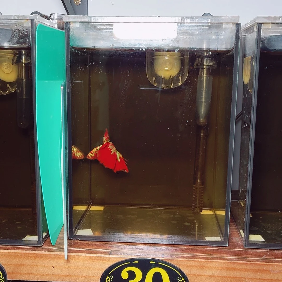 斗鱼彩金半月公鱼