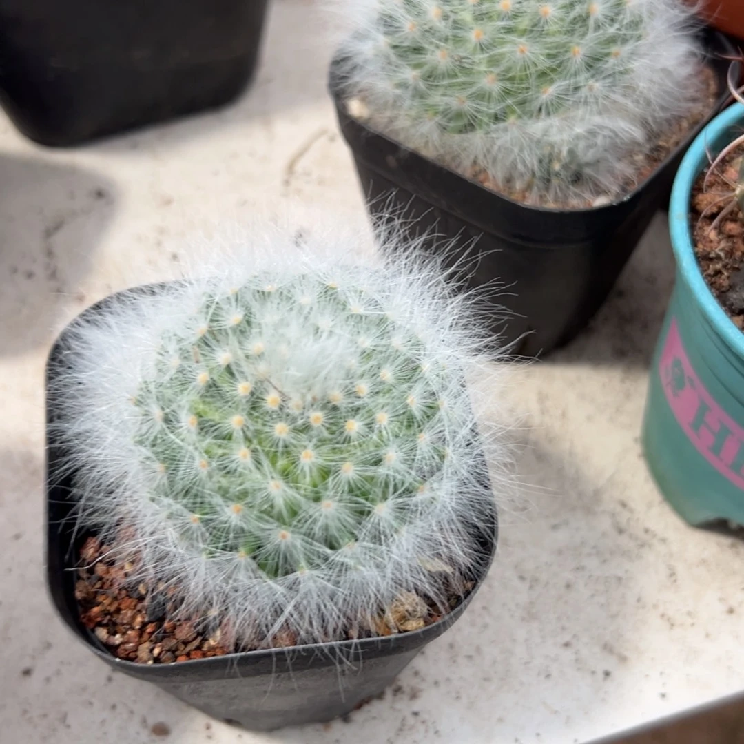 无刺丽光殿随机一颗。