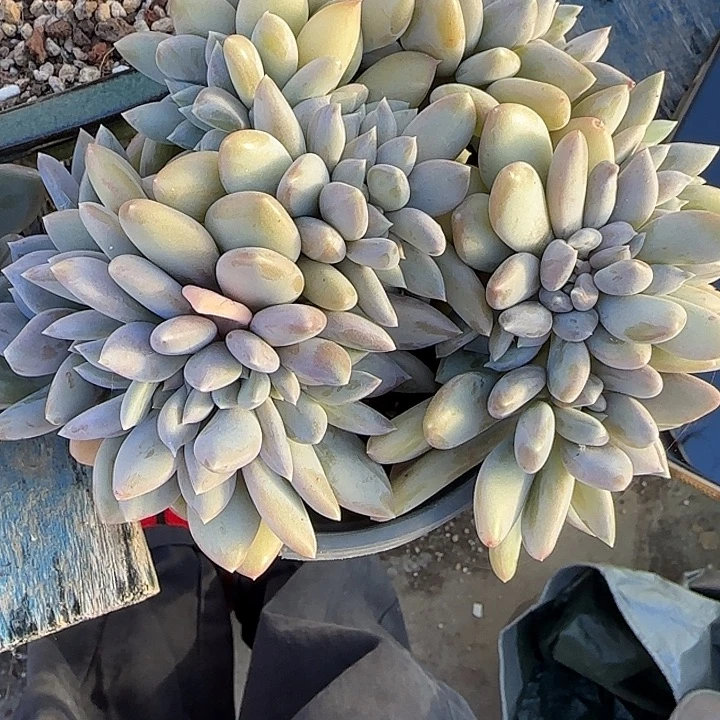 -***白青蛙王子儿童牙膏套装11