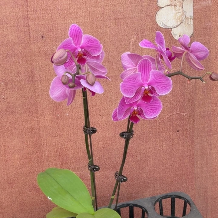 z***0完全开放0903蝴蝶兰实生