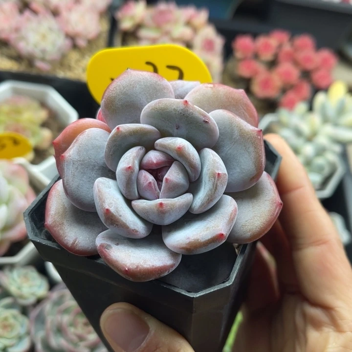 石榴籽星影老桩5532