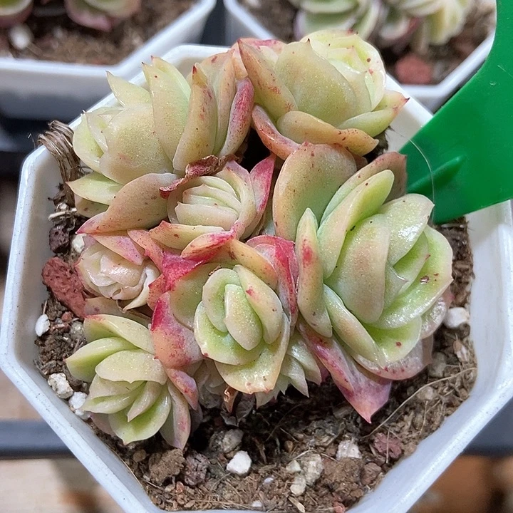 多肉植物冰玫瑰1028