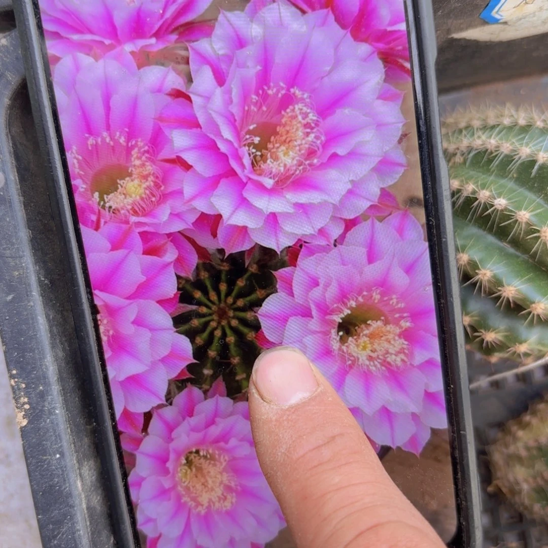 银河系彩侧牙20包邮仙人球40