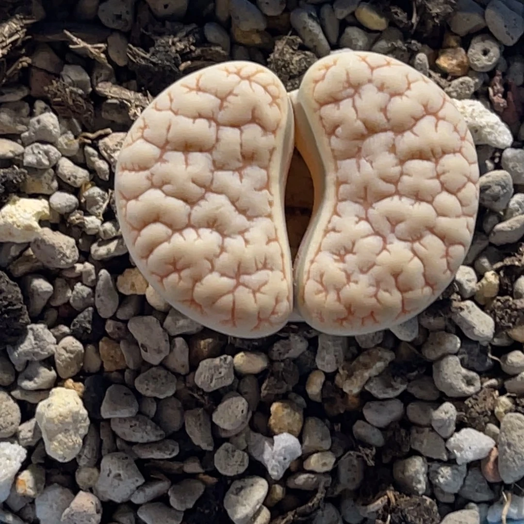 0346连纹凹凸189尺寸3.1