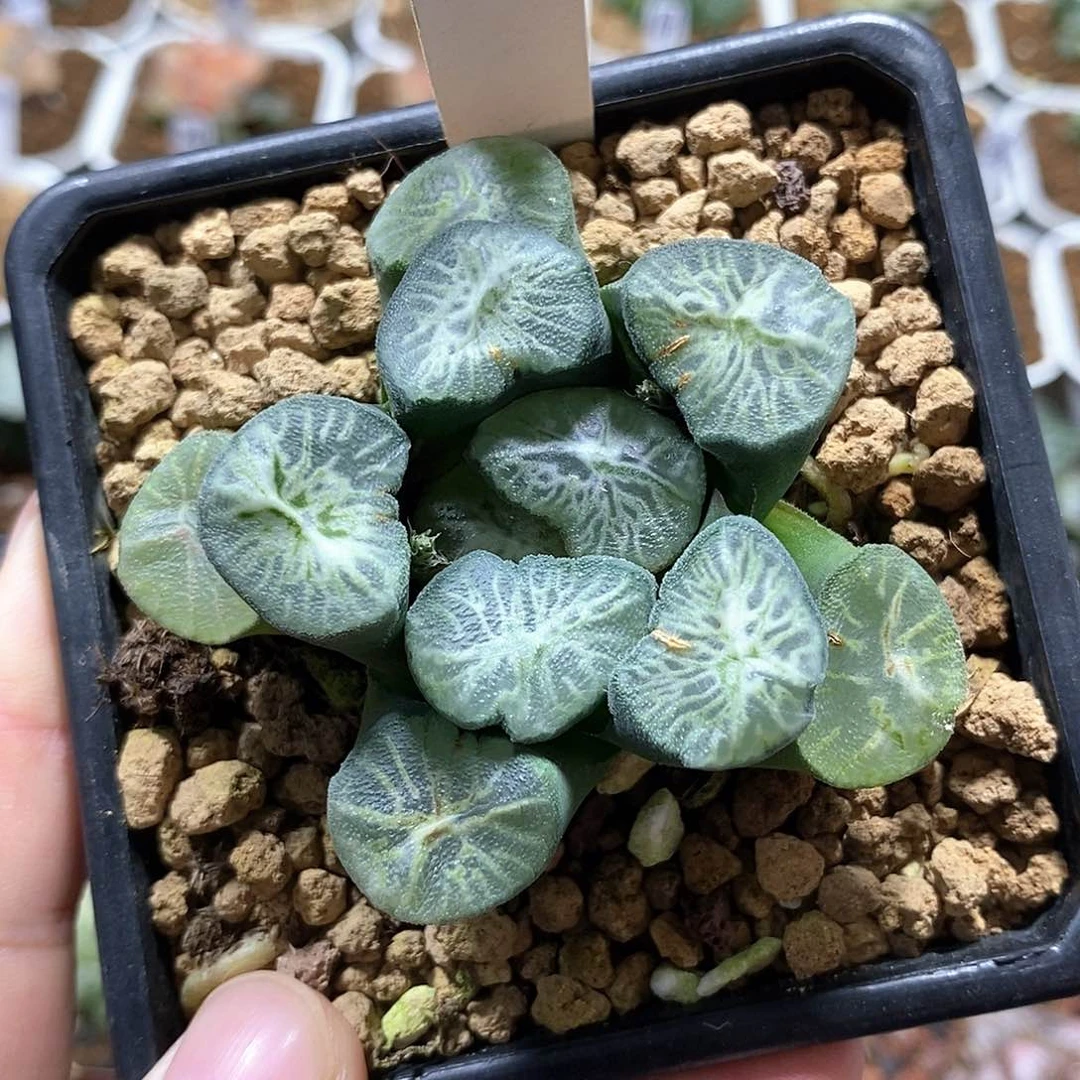 79翡翠龙哈哈哈哈