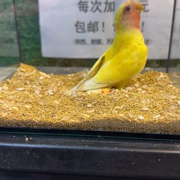 虎皮鹦鹉牡丹鹦鹉黄桃