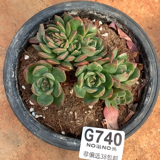 翠鸟缀化740 亏本处理全场默认微瑕7-8天发货