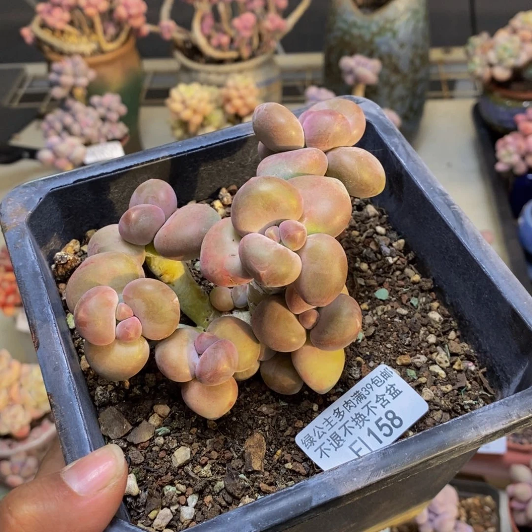 158芒果奶二代多肉8c m