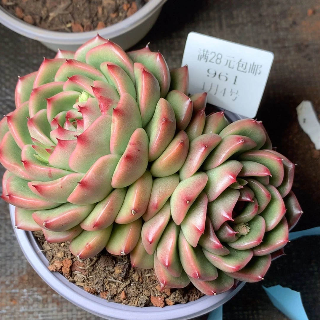 【闪购商品】云961号