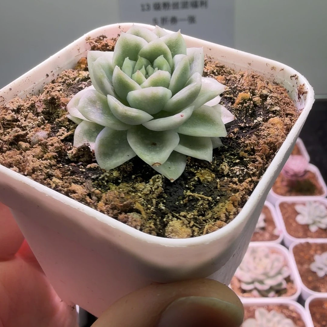 云台麦秆锦植物一物一拍的