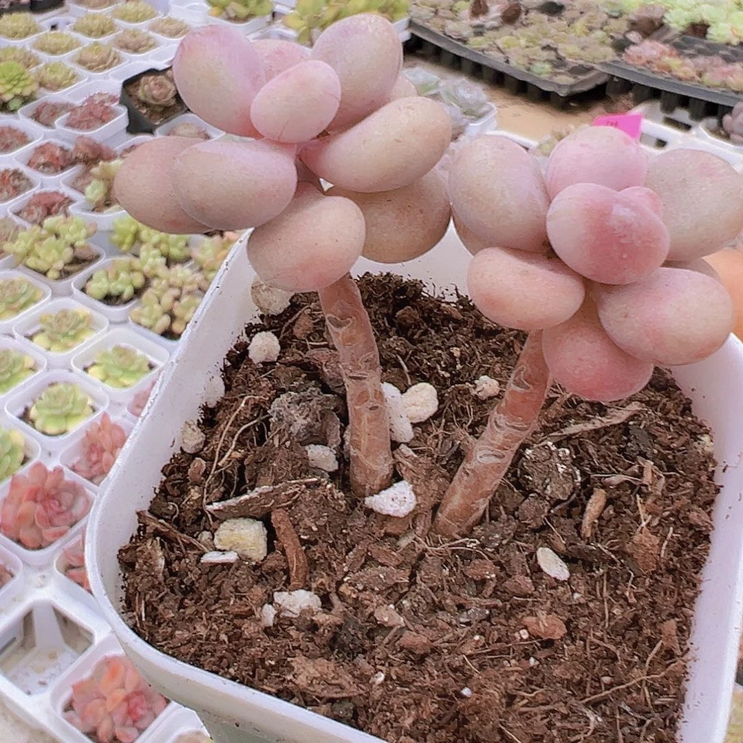 双头老桩桃蛋19包邮