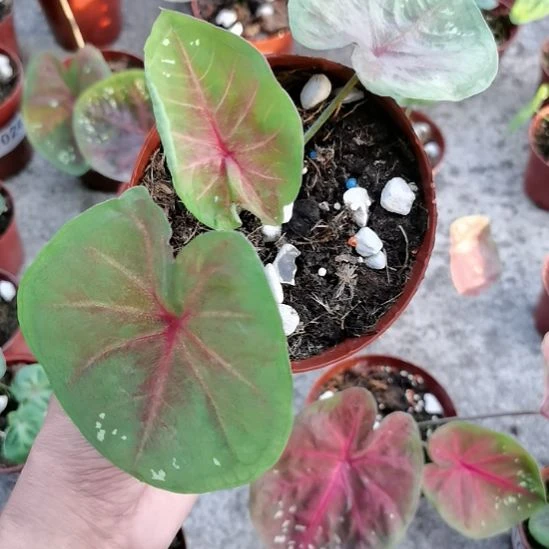 无花朵浅粉抹茶海王A038