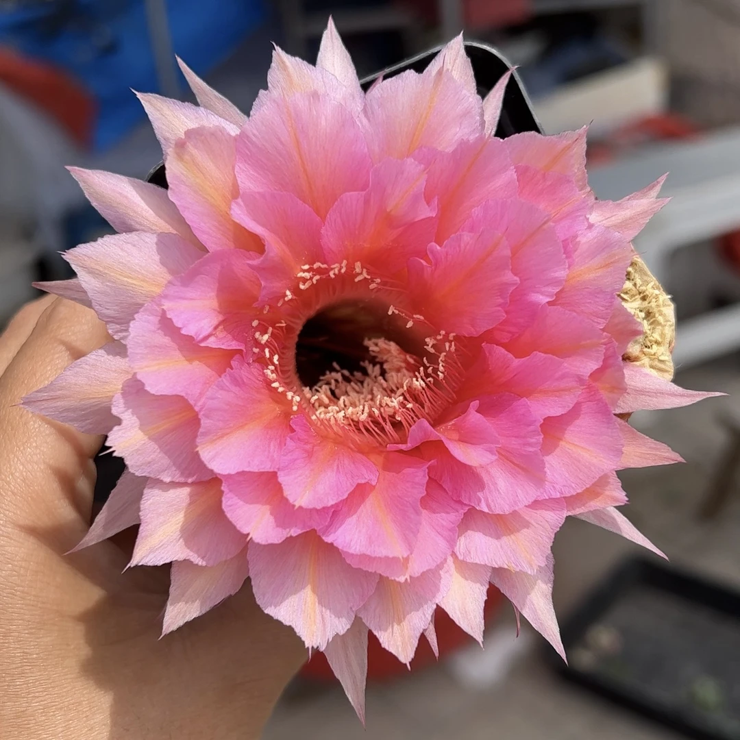 仙人球 彩草 水仙005 无根侧芽球体有斑两单包邮