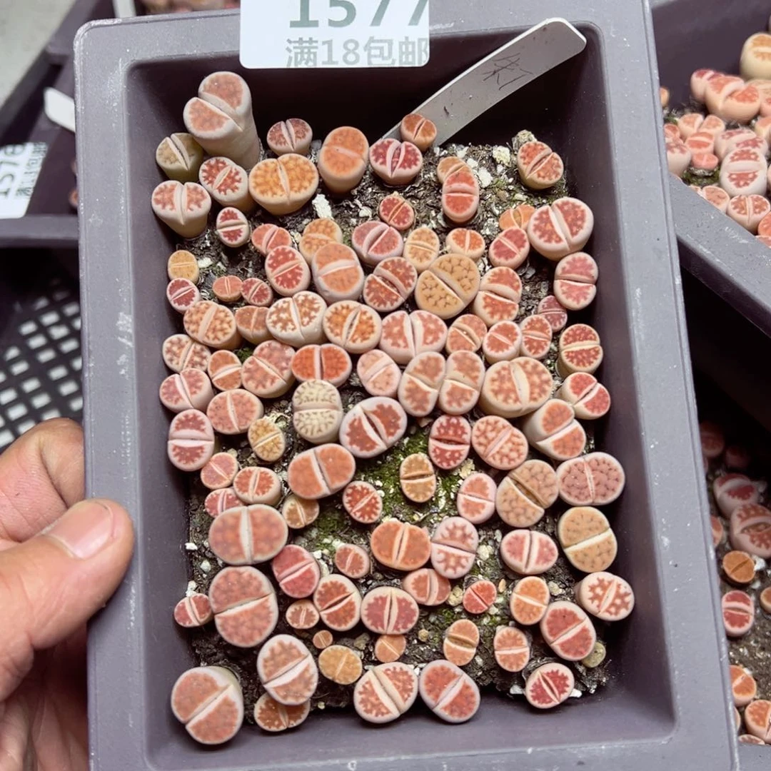 【闪购商品】 1577。