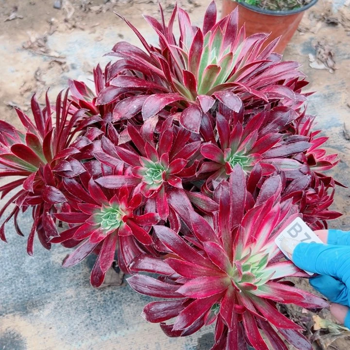 784孔雀斤多肉植物