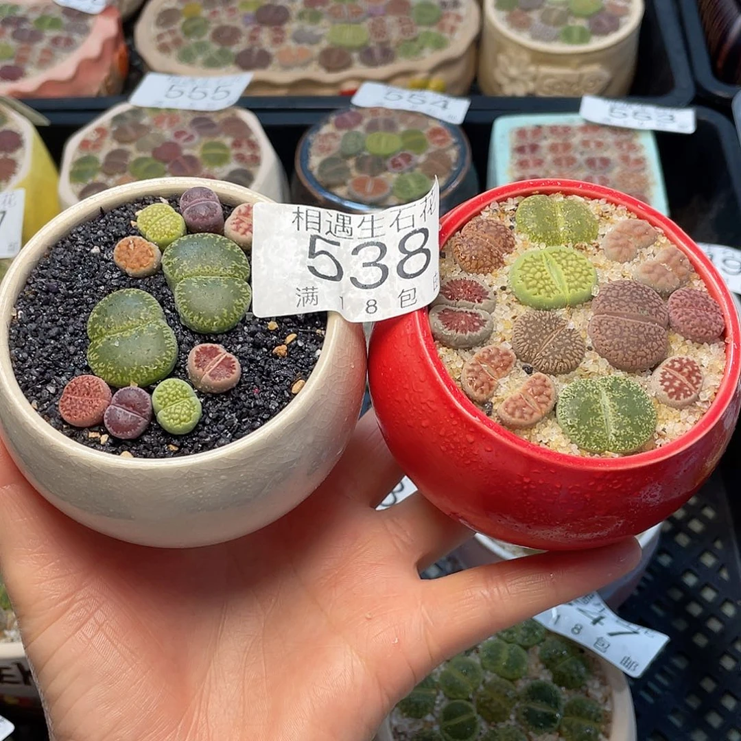 相遇开播福利538