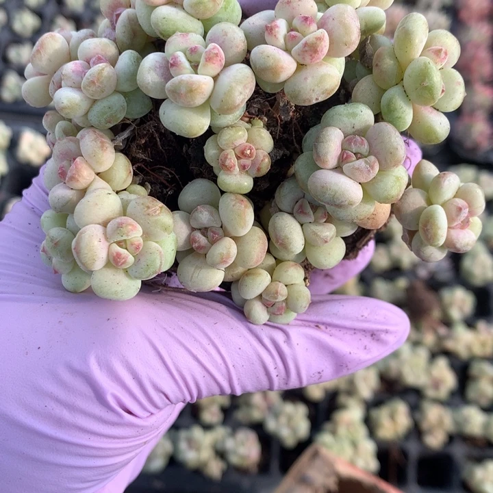 樱桃双头 拍5发6颗 （不满9.99发叶子）