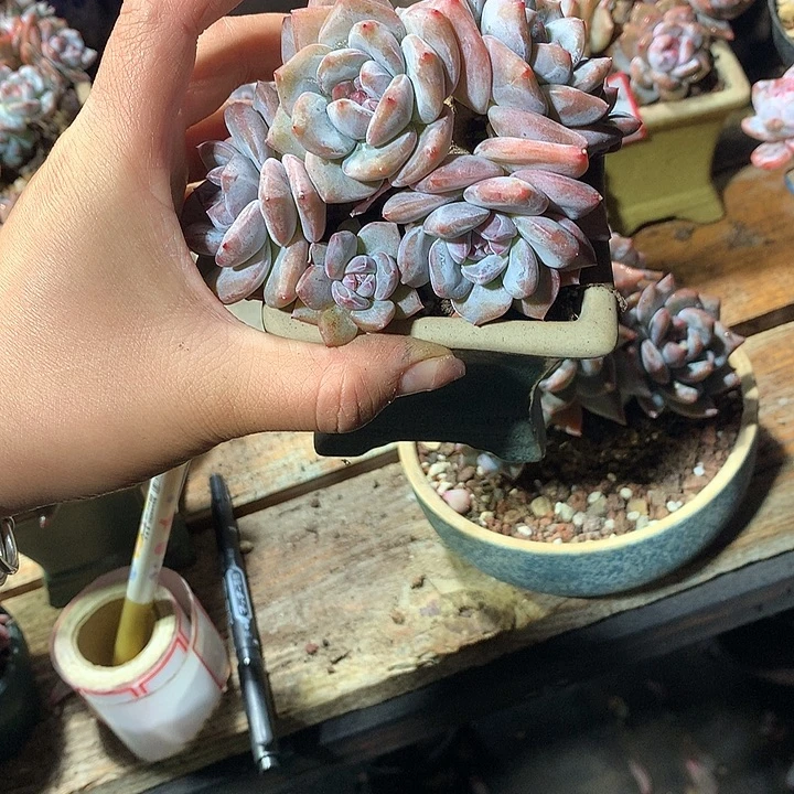 小米粥哈哈哈哈哈哈