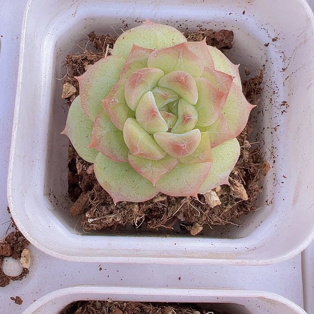 单头七仙女19包邮