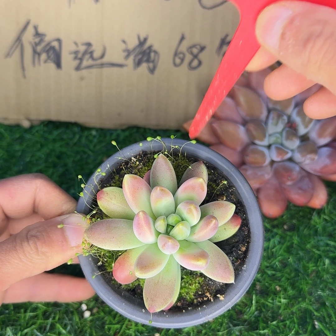 云南多肉小栈橙色奇迹045