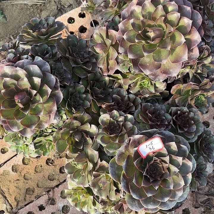 三颗魅金玫瑰多肉法师不包损36