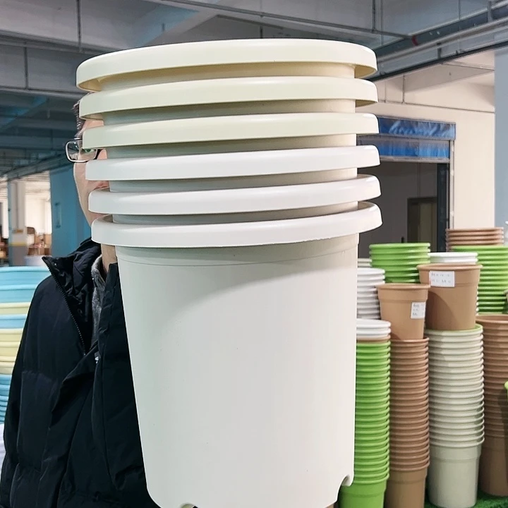 微瑕7号四季口33高33米色无托6只