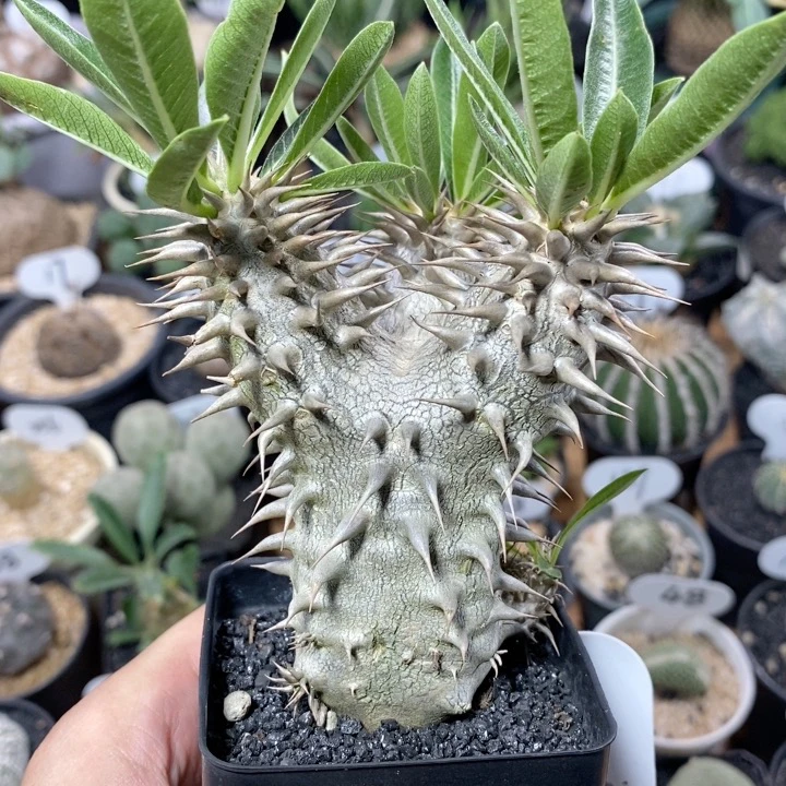 226号实生西巴女王6.5cm