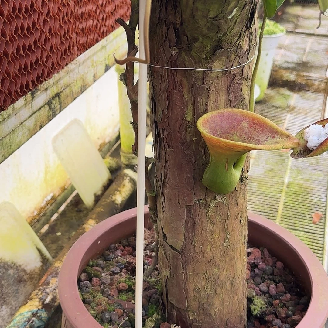 趴***子全部花朵樱落瓶子草