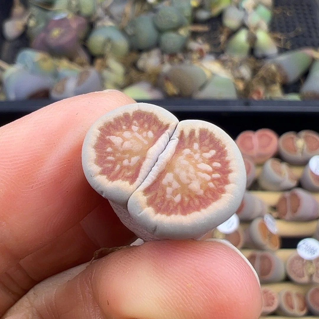 3115 生石花美菊福利炸