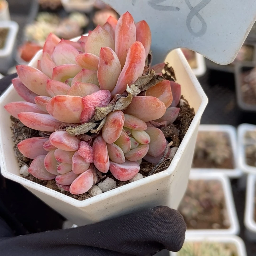 2128全明星多肉植物保护