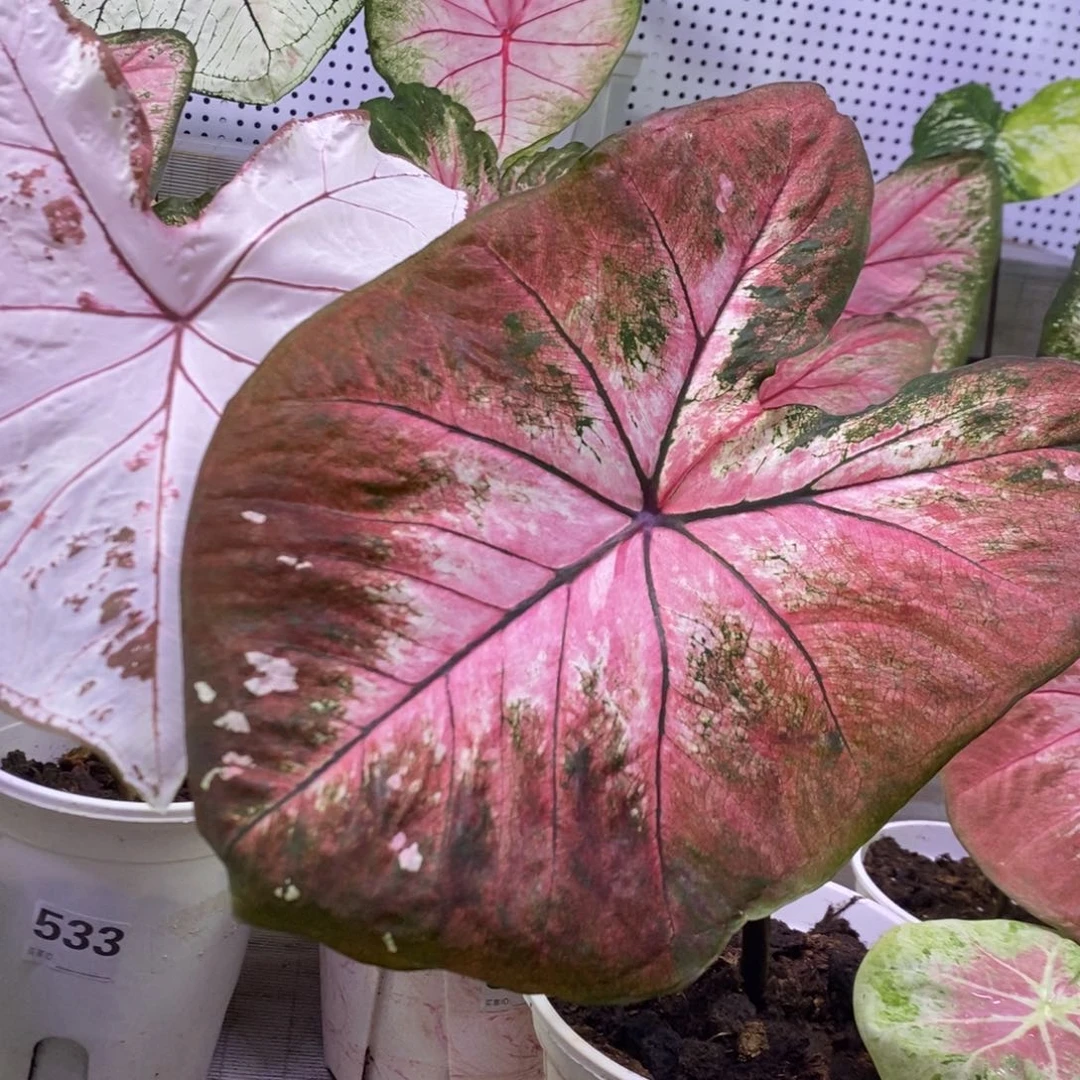 【闪购商品】不开花植物海王525