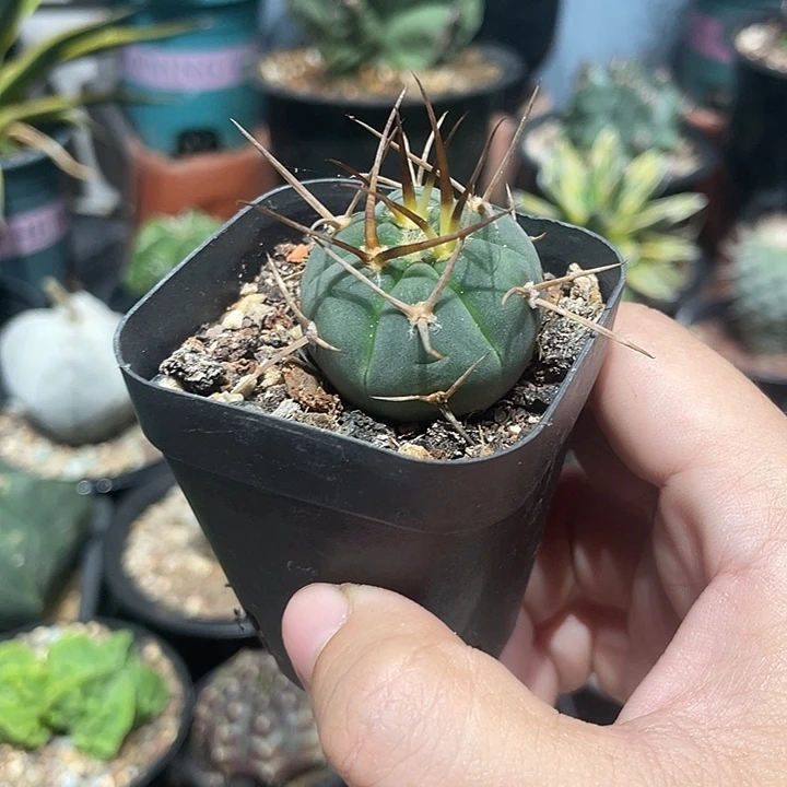 实生超刺光琳玉仙人球