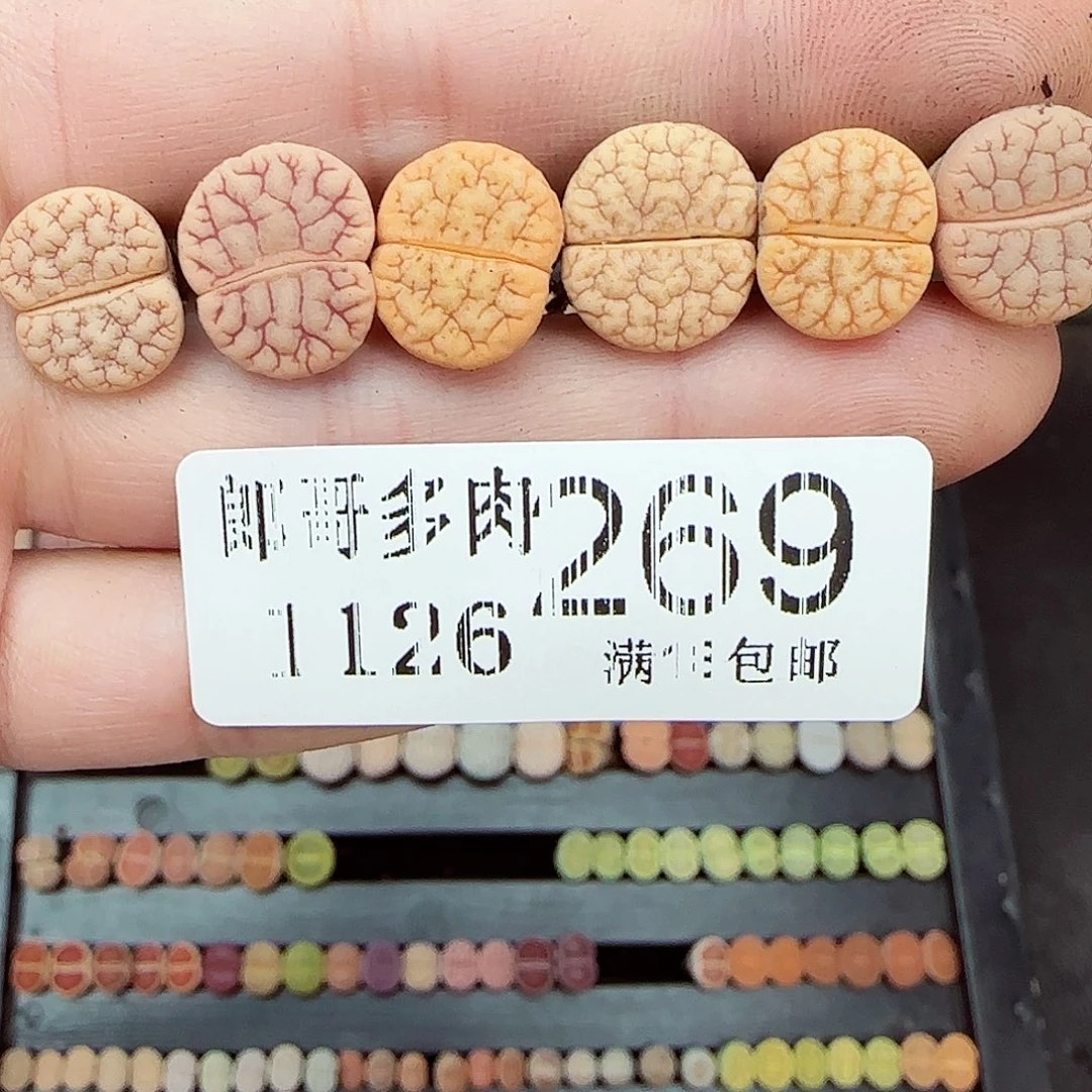满满18包邮1126-269