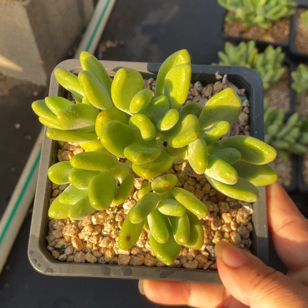 芒果奶酪缀化朵朵缀五头