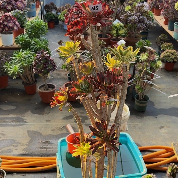 用****3架接法师一个165号