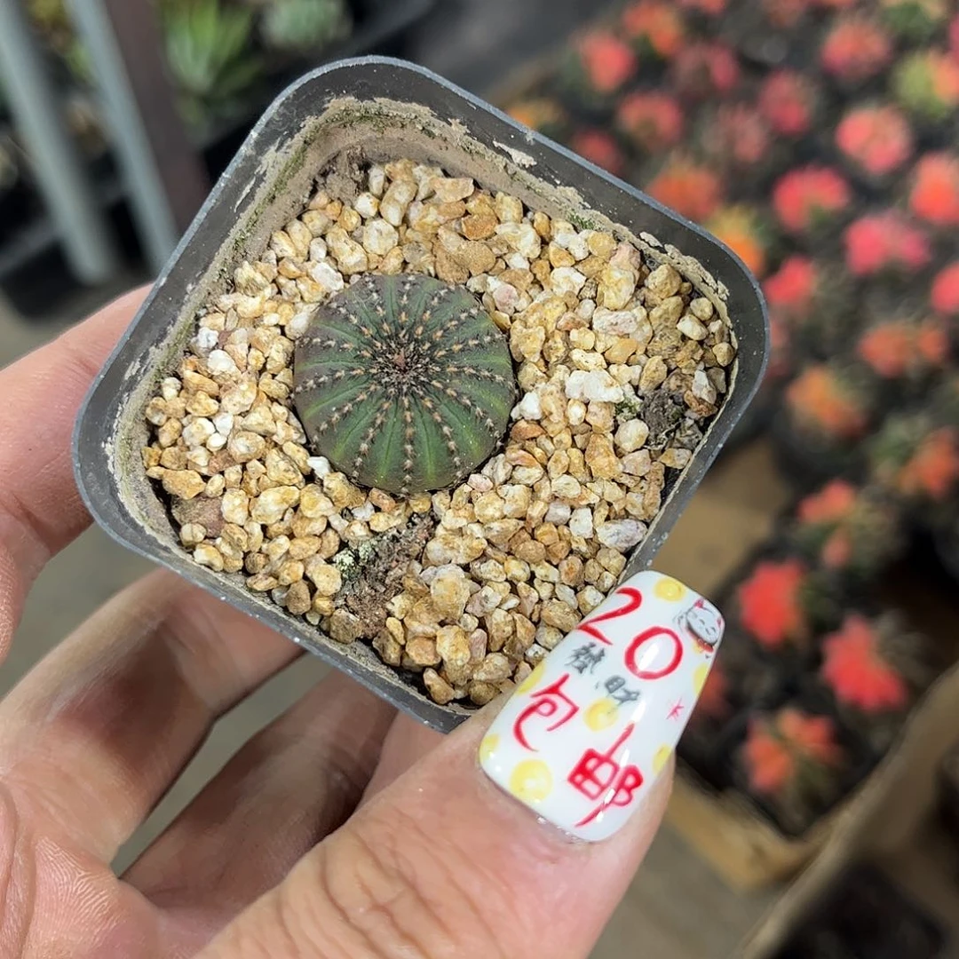 小号大型士童单头发货有根