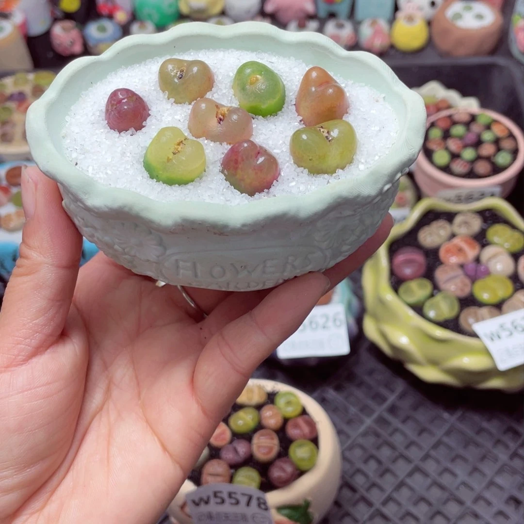 w5565 带盆土发货-零下地区拍保温箱