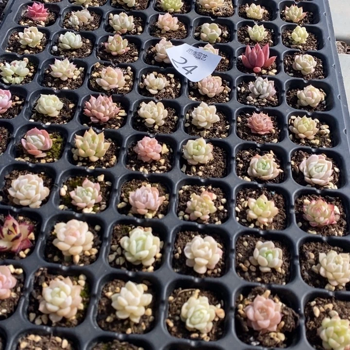 24 多肉植物盆栽花卉