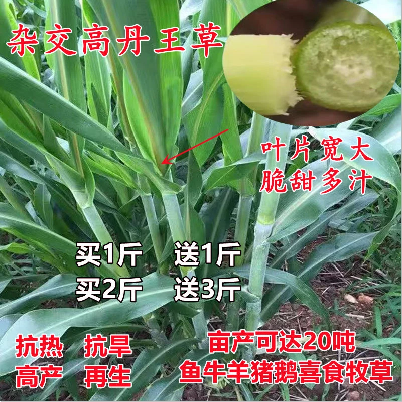 杂交高丹王草种子苏丹草种籽四季高产牧草种子喂猪牛羊鱼兔草种籽