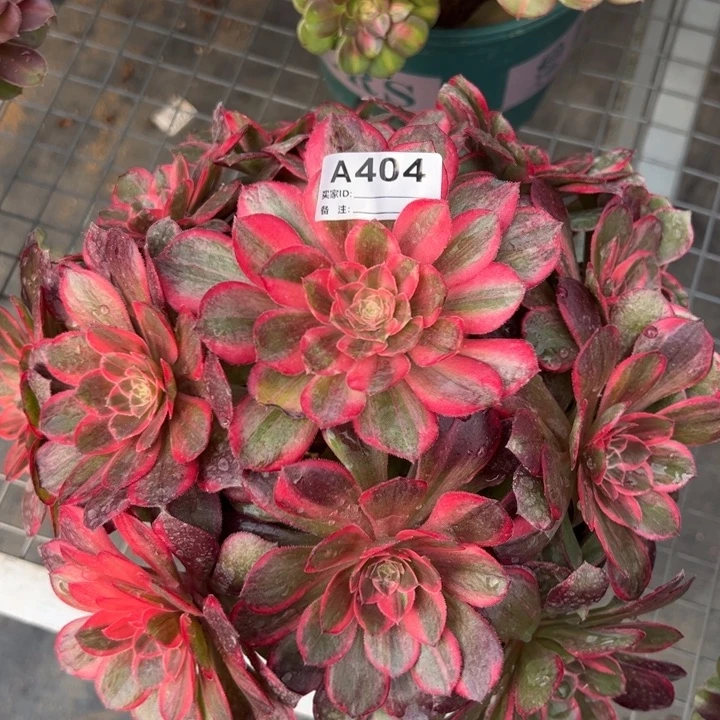 404黑魔锦22厘米左右