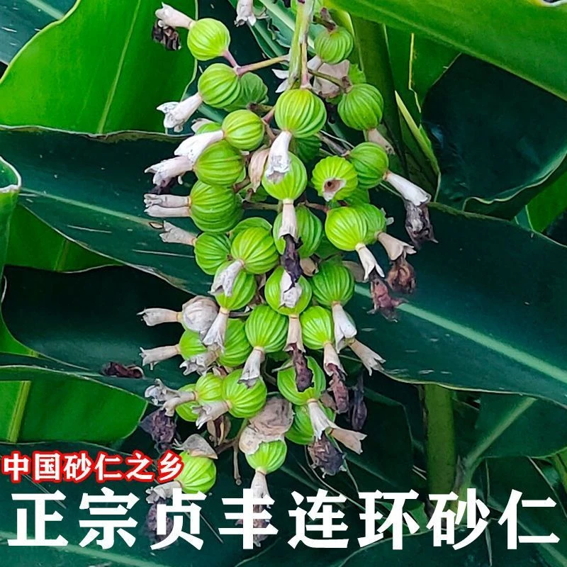 贵州贞丰连环特产新鲜正宗香砂仁果贞丰发货