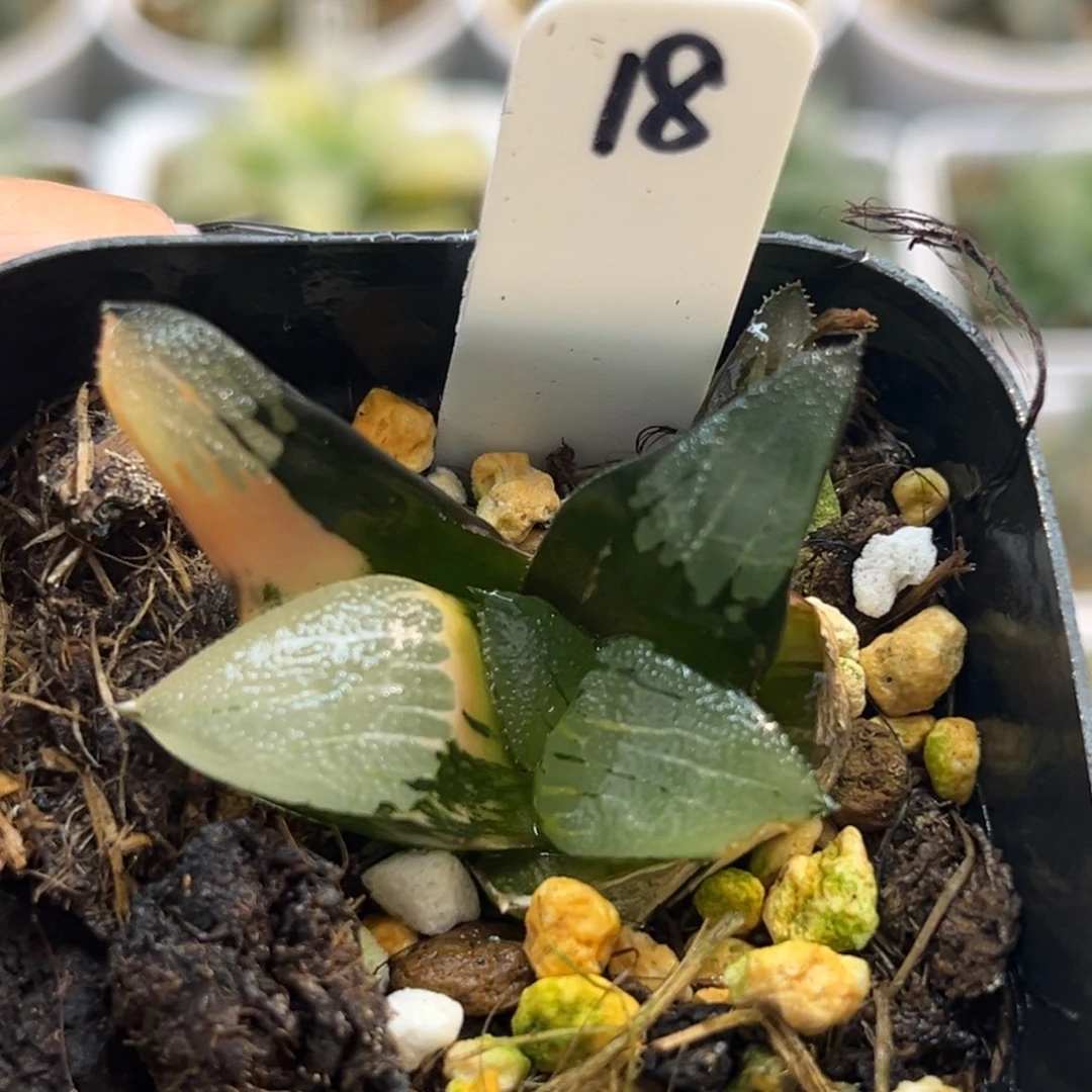 18克锦福利专场多肉