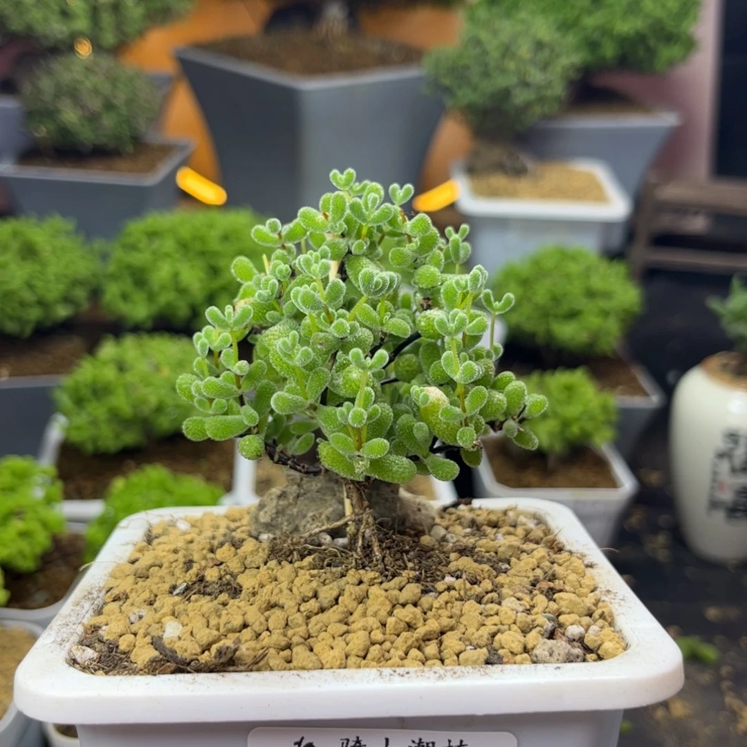 196翡翠枝干番杏多肉