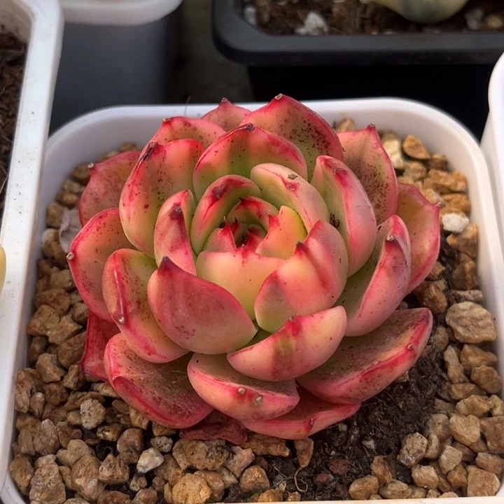 弗朗明哥锦一颗价格