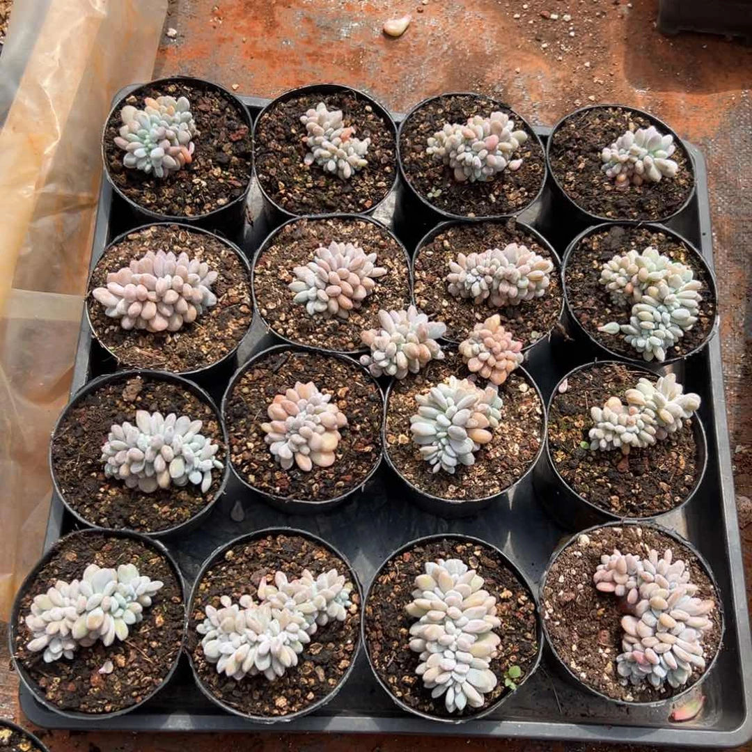 粉兔缀  一筐18颗00000000000000