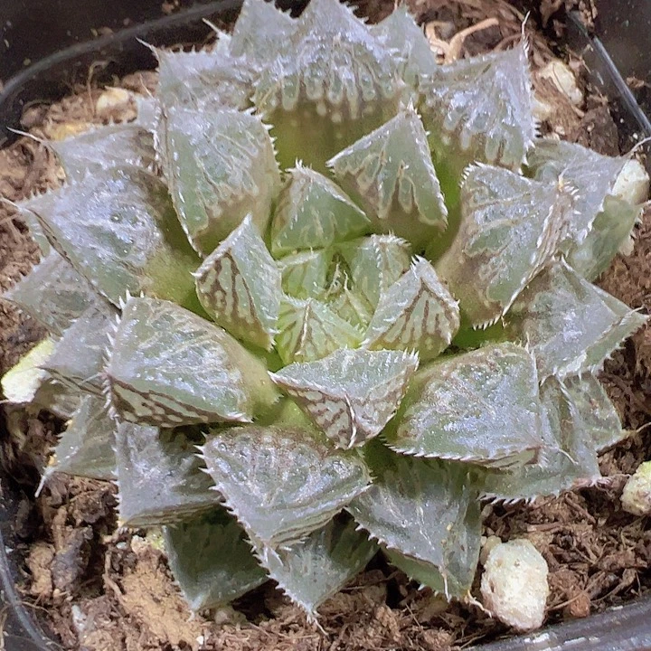 楼兰19包邮多肉植物