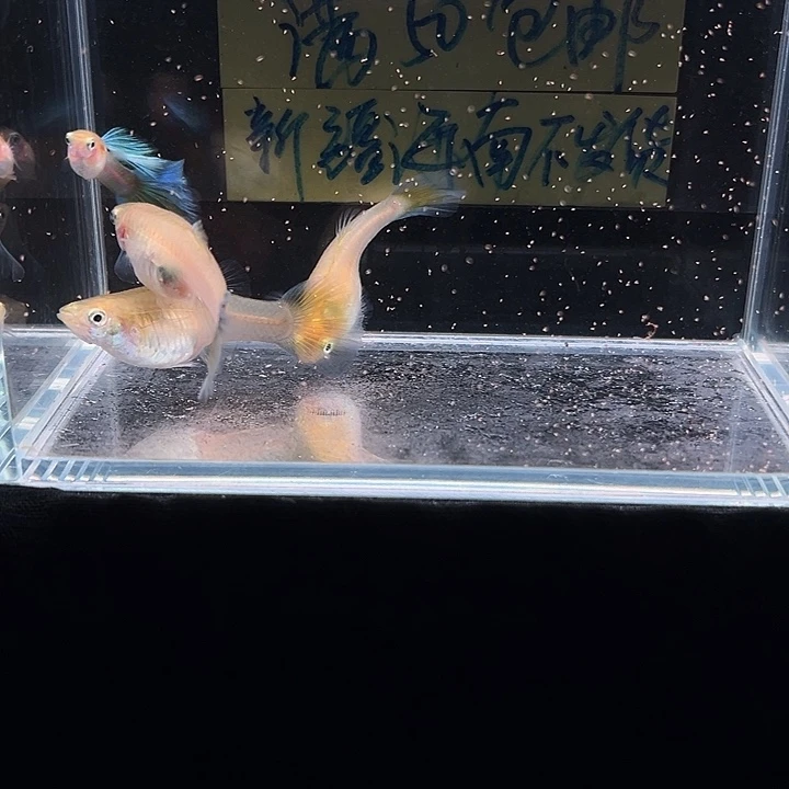 孔雀鱼小青蛇种鱼