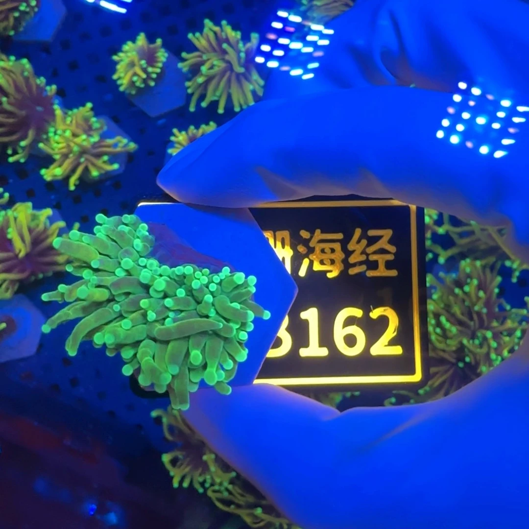 赵***纽扣珊瑚又又不包邮绿火柴B162