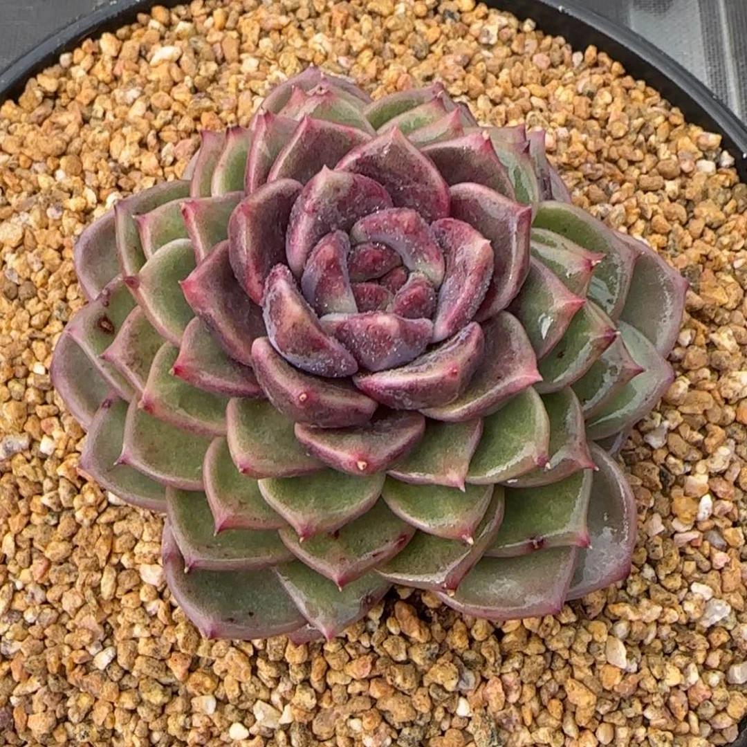 从前慢甄选多肉编号彩薇